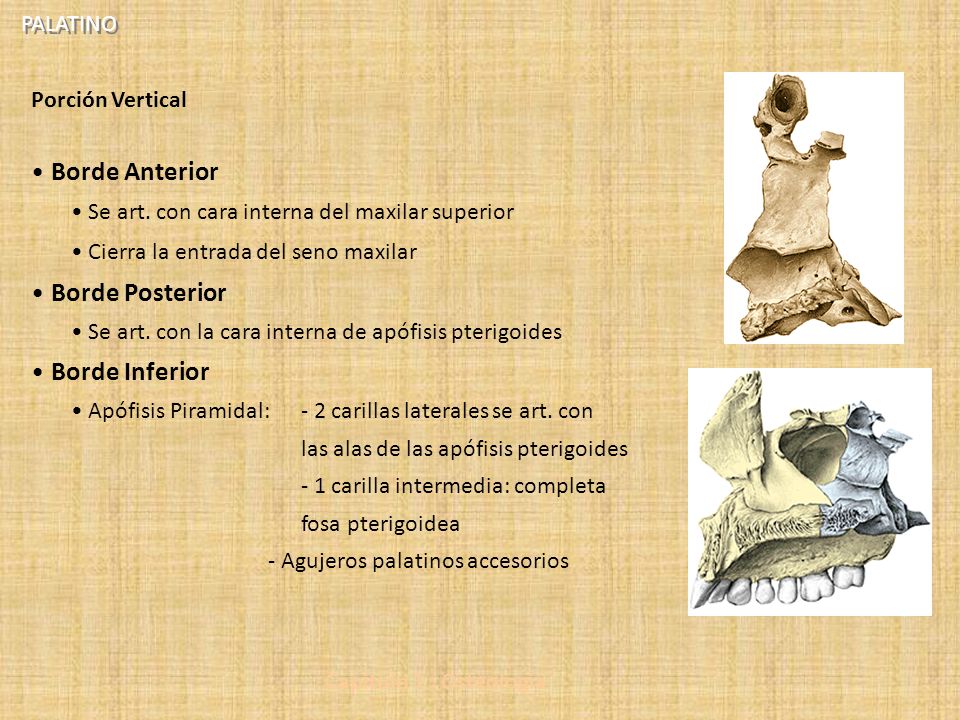 Borde Anterior Borde Posterior Borde Inferior PALATINO