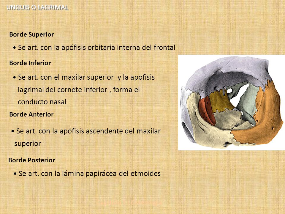 Se art. con la apófisis orbitaria interna del frontal