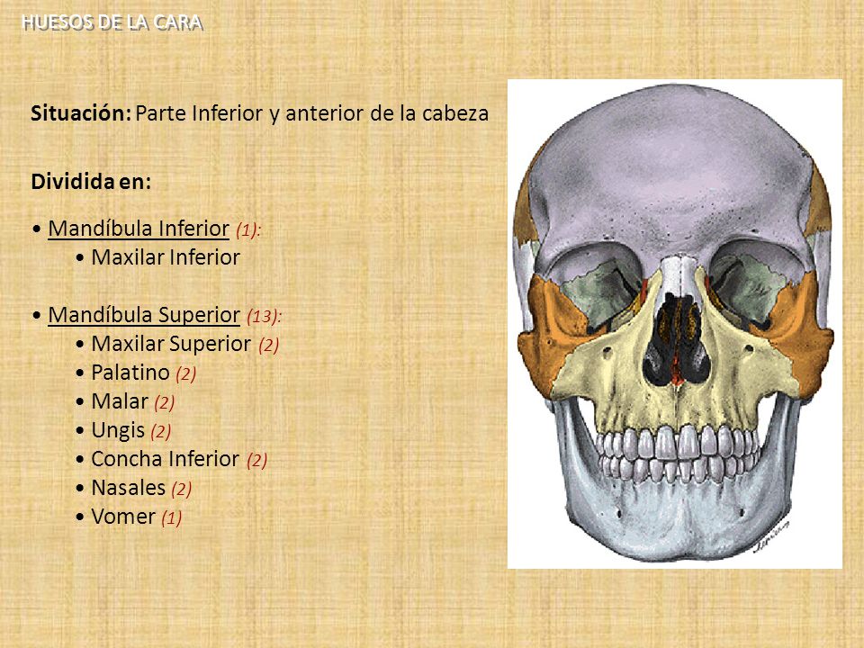 Situación: Parte Inferior y anterior de la cabeza