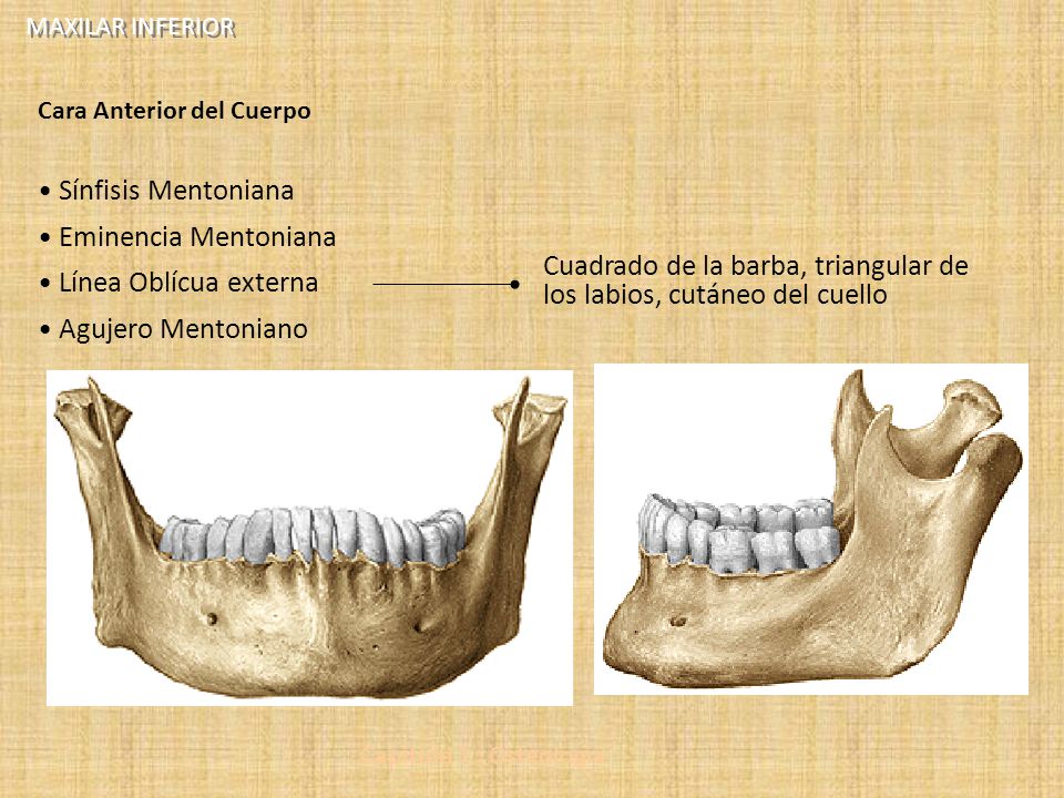 Cuadrado de la barba, triangular de los labios, cutáneo del cuello