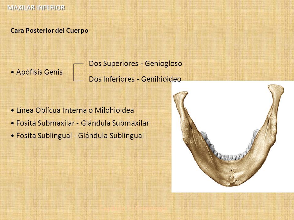 Dos Superiores - Geniogloso Dos Inferiores - Genihioideo