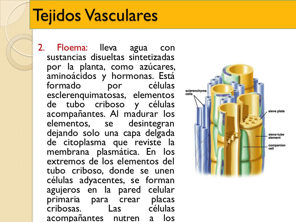 Tejidos Vasculares