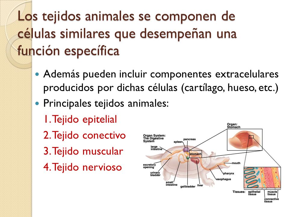 Los tejidos animales se componen de células similares que desempeñan una función específica