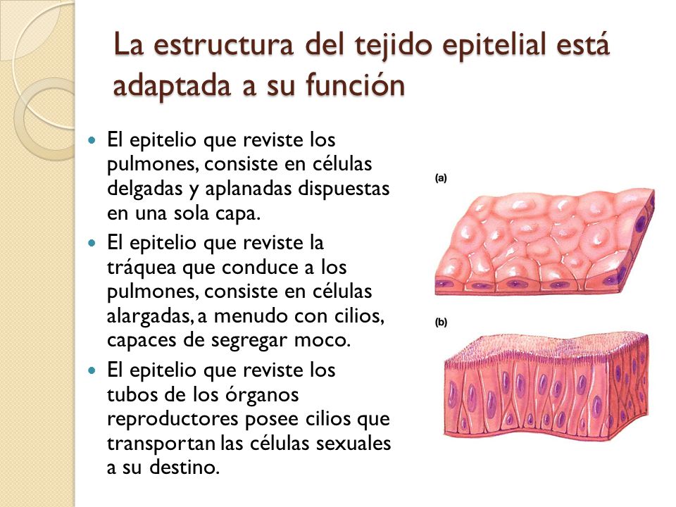 La estructura del tejido epitelial está adaptada a su función