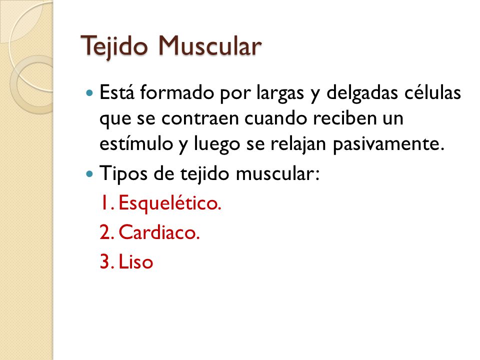 Tejido Muscular Está formado por largas y delgadas células que se contraen cuando reciben un estímulo y luego se relajan pasivamente.