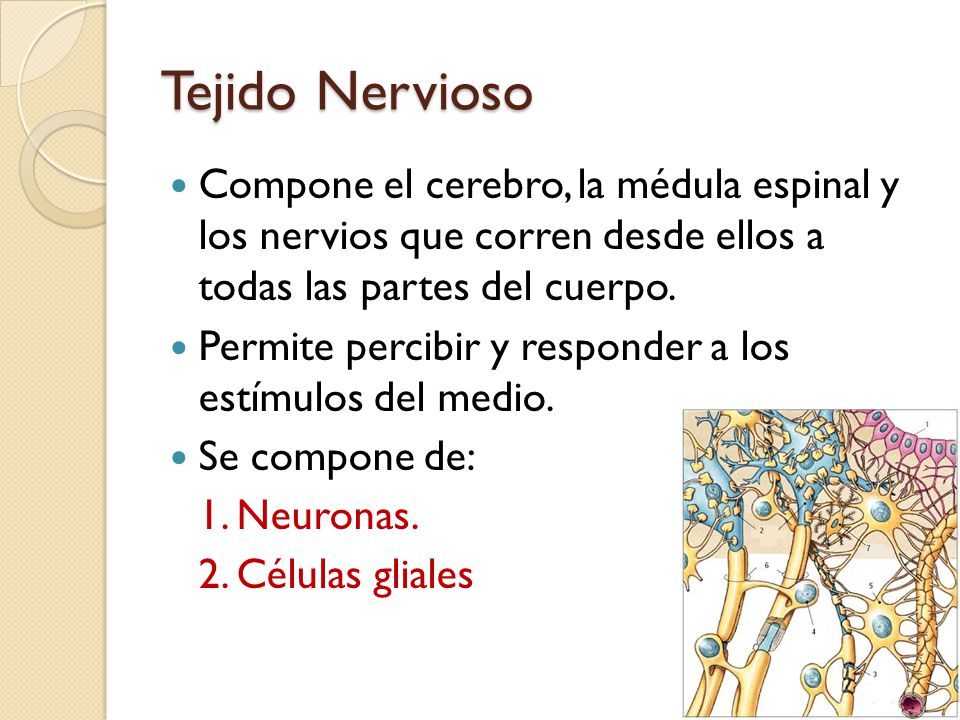Tejido Nervioso Compone el cerebro, la médula espinal y los nervios que corren desde ellos a todas las partes del cuerpo.