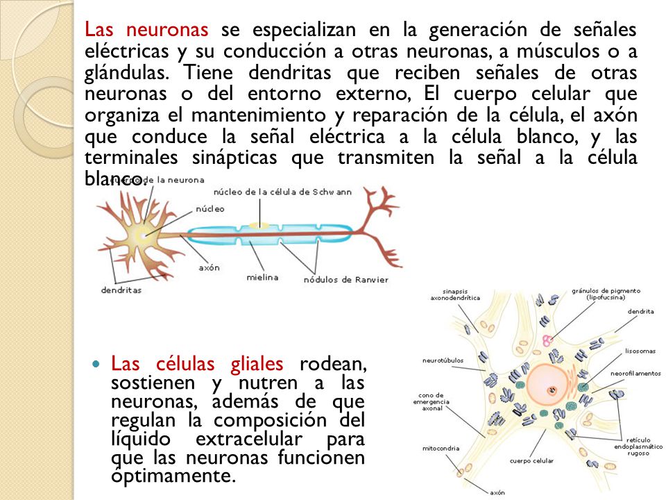 Las neuronas se especializan en la generación de señales eléctricas y su conducción a otras neuronas, a músculos o a glándulas. Tiene dendritas que reciben señales de otras neuronas o del entorno externo, El cuerpo celular que organiza el mantenimiento y reparación de la célula, el axón que conduce la señal eléctrica a la célula blanco, y las terminales sinápticas que transmiten la señal a la célula blanco.
