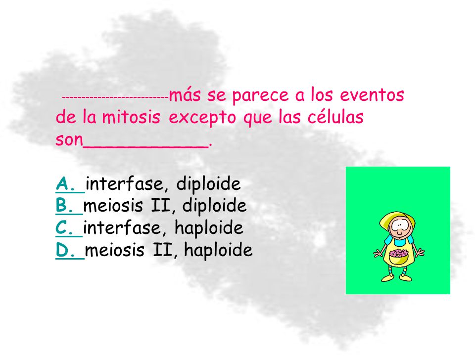 A. interfase, diploide B. meiosis II, diploide C. interfase, haploide