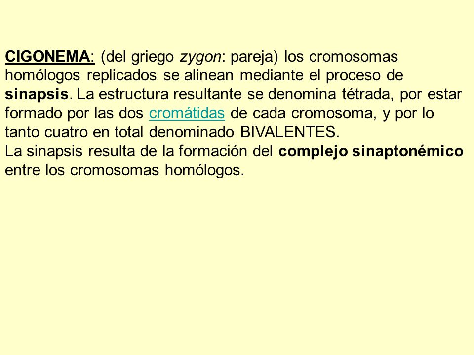 CIGONEMA: (del griego zygon: pareja) los cromosomas homólogos replicados se alinean mediante el proceso de sinapsis.