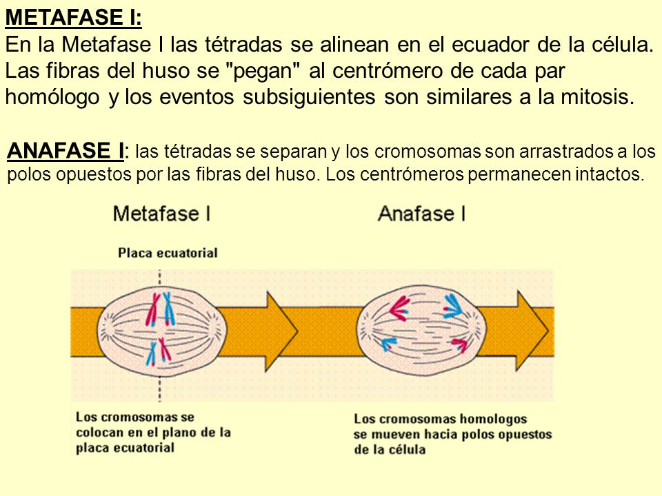 En la Metafase I las tétradas se alinean en el ecuador de la célula.