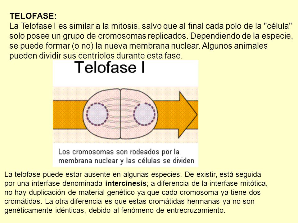 se puede formar (o no) la nueva membrana nuclear. Algunos animales