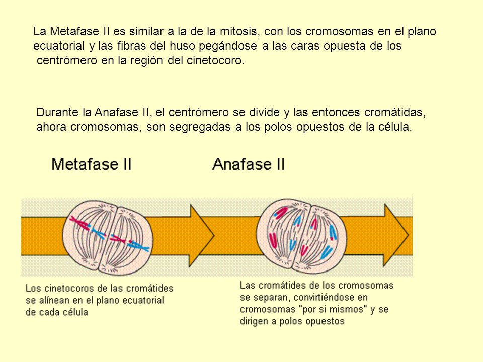 La Metafase II es similar a la de la mitosis, con los cromosomas en el plano