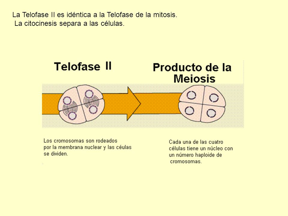 La Telofase II es idéntica a la Telofase de la mitosis.