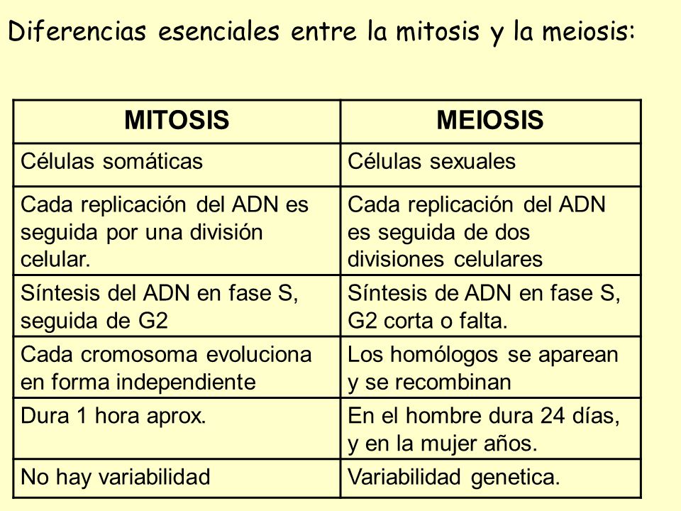 Diferencias esenciales entre la mitosis y la meiosis: MITOSIS MEIOSIS