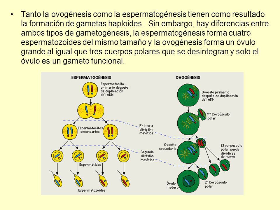 Tanto la ovogénesis como la espermatogénesis tienen como resultado la formación de gametas haploides.
