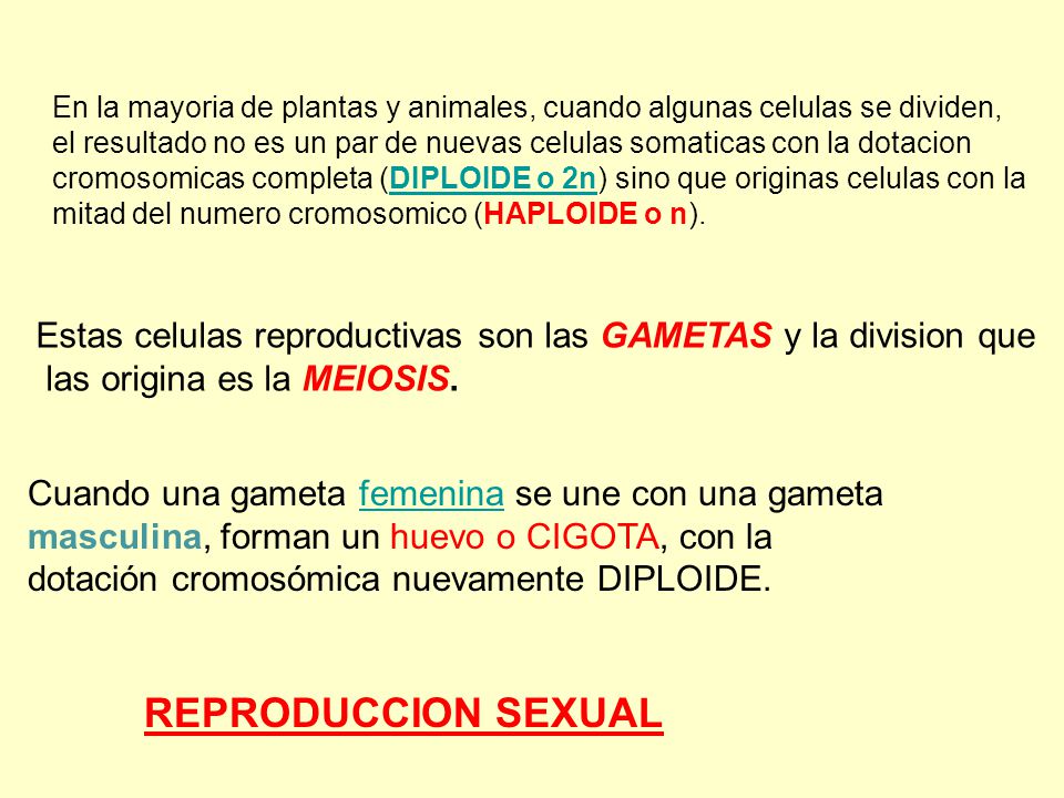 En la mayoria de plantas y animales, cuando algunas celulas se dividen,