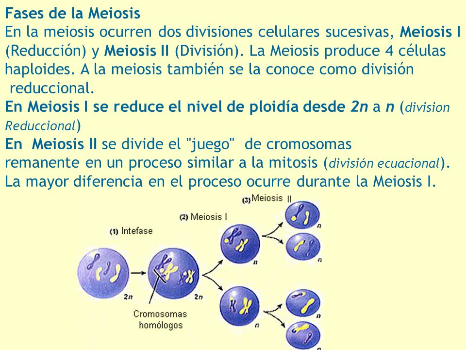 En la meiosis ocurren dos divisiones celulares sucesivas, Meiosis I