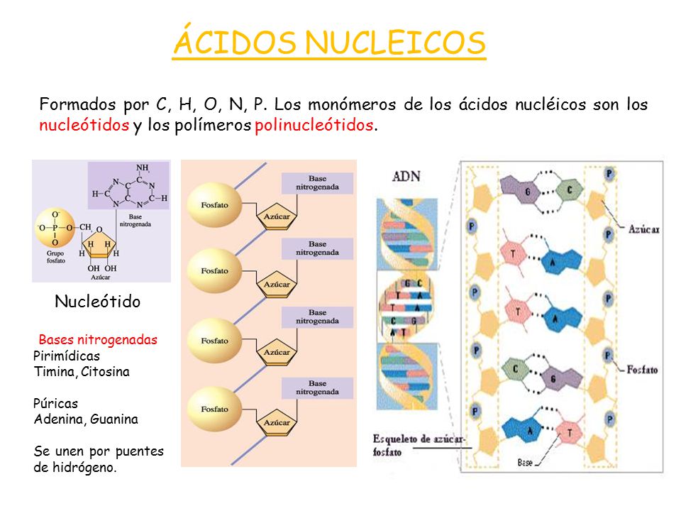 ÁCIDOS NUCLEICOS Formados por C, H, O, N, P. Los monómeros de los ácidos nucléicos son los nucleótidos y los polímeros polinucleótidos.