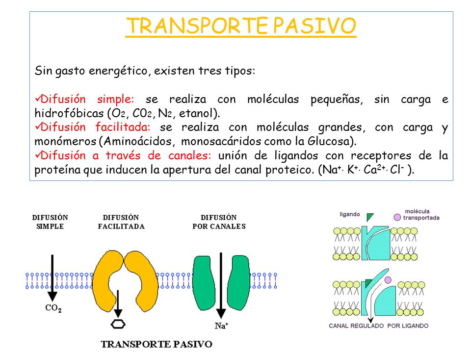 TRANSPORTE PASIVO Sin gasto energético, existen tres tipos: