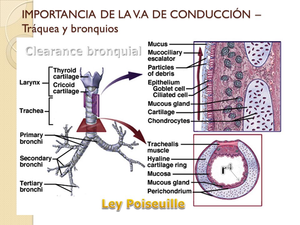 IMPORTANCIA DE LA V.A DE CONDUCCIÓN – Tráquea y bronquios
