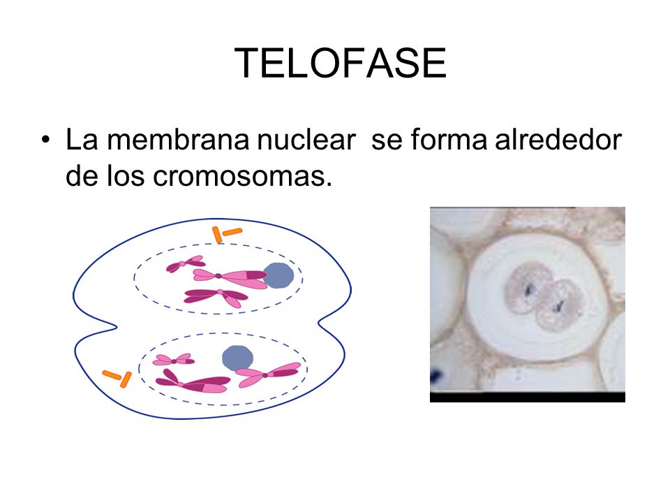 TELOFASE La membrana nuclear se forma alrededor de los cromosomas.