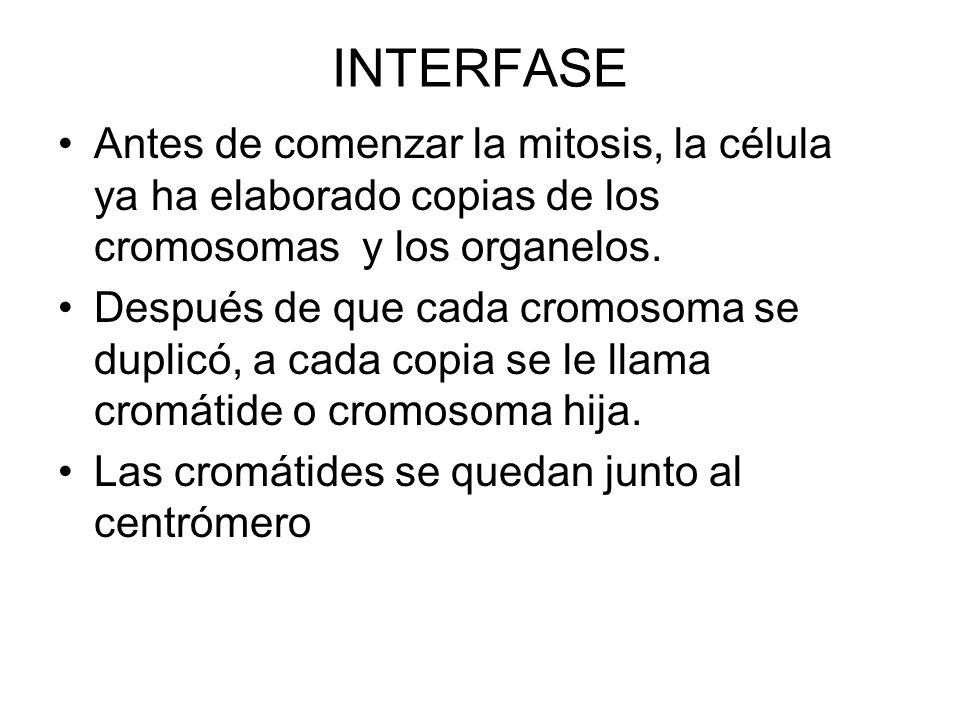 INTERFASE Antes de comenzar la mitosis, la célula ya ha elaborado copias de los cromosomas y los organelos.