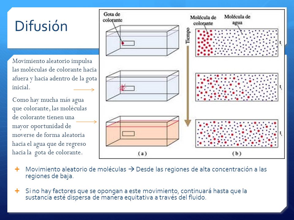 Difusión Movimiento aleatorio impulsa las moléculas de colorante hacia afuera y hacia adentro de la gota inicial.