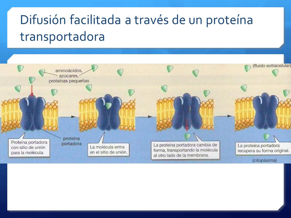 Difusión facilitada a través de un proteína transportadora
