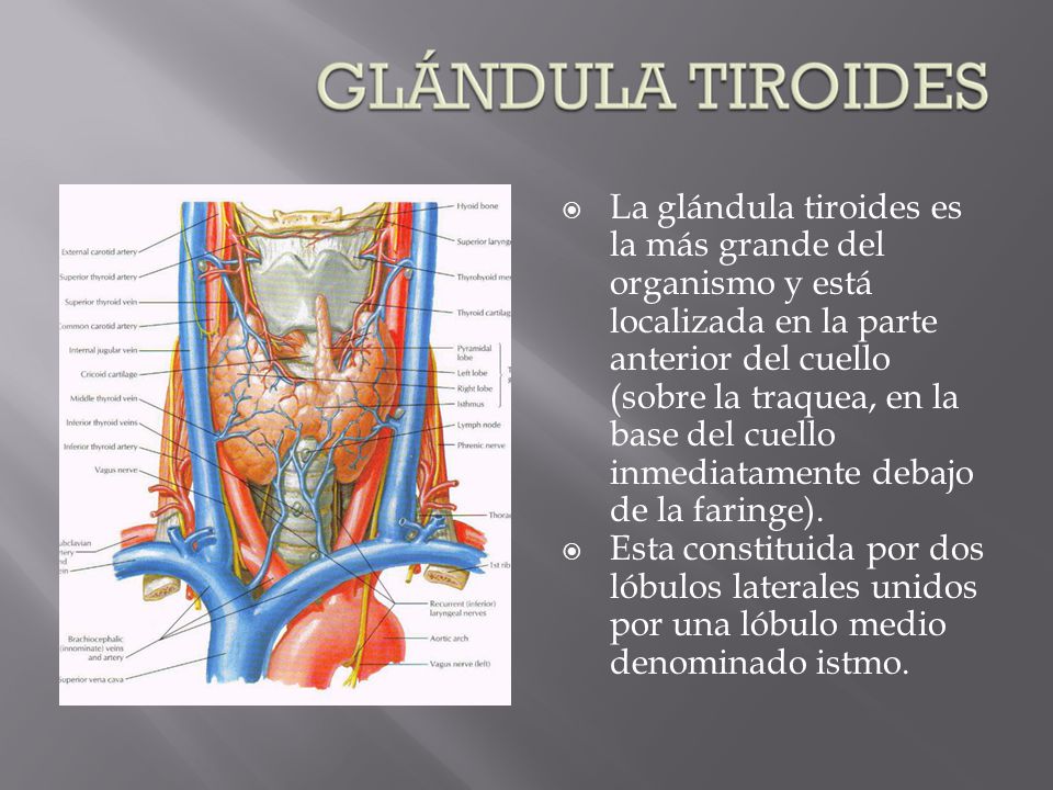 La glándula tiroides es la más grande del organismo y está localizada en la parte anterior del cuello (sobre la traquea, en la base del cuello inmediatamente debajo de la faringe).