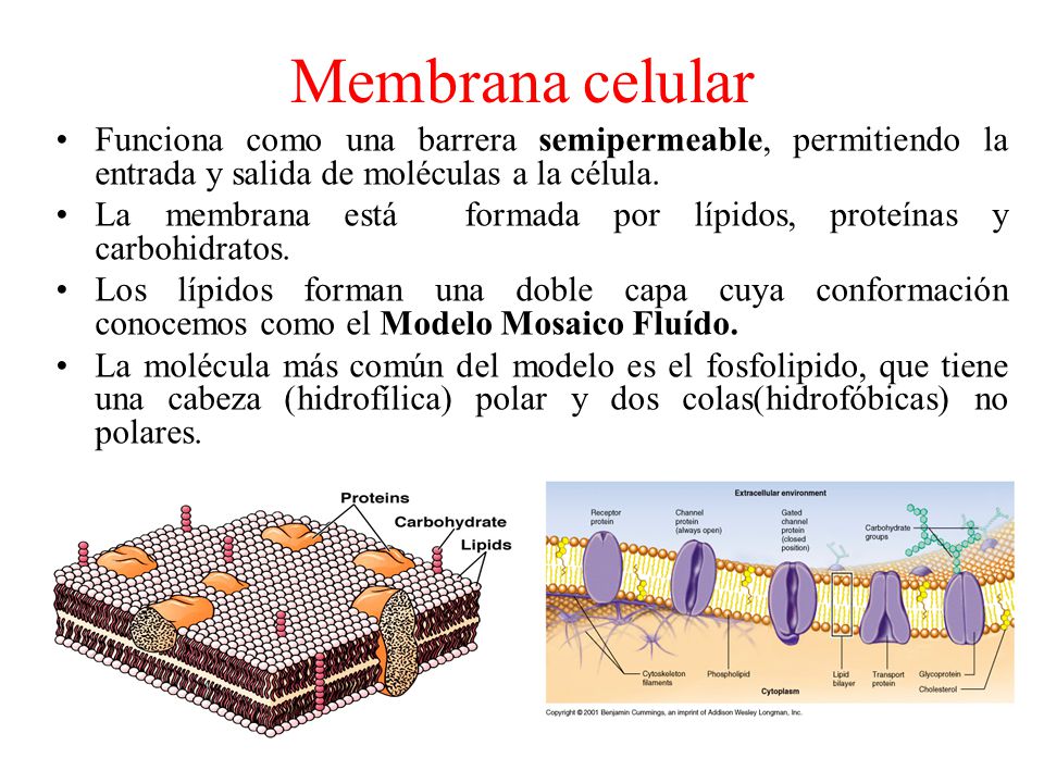 Membrana celular Funciona como una barrera semipermeable, permitiendo la entrada y salida de moléculas a la célula.
