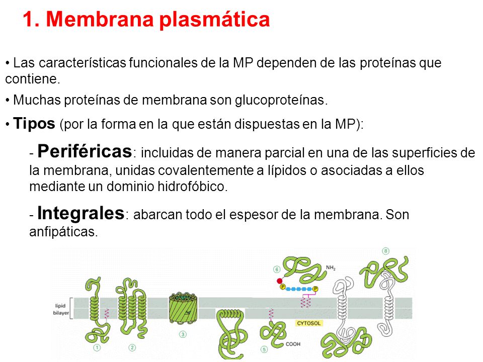 1. Membrana plasmática Las características funcionales de la MP dependen de las proteínas que contiene.