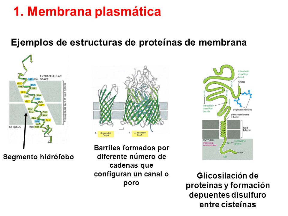 1. Membrana plasmática Ejemplos de estructuras de proteínas de membrana.