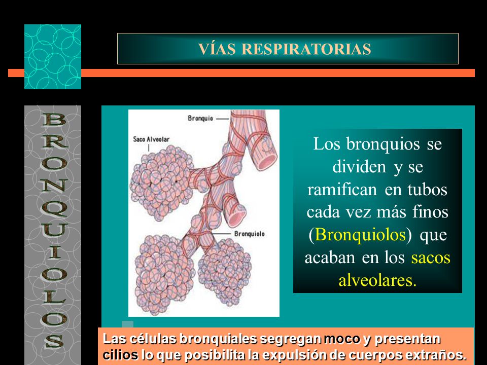 VÍAS RESPIRATORIAS Los bronquios se dividen y se ramifican en tubos cada vez más finos (Bronquiolos) que acaban en los sacos alveolares.