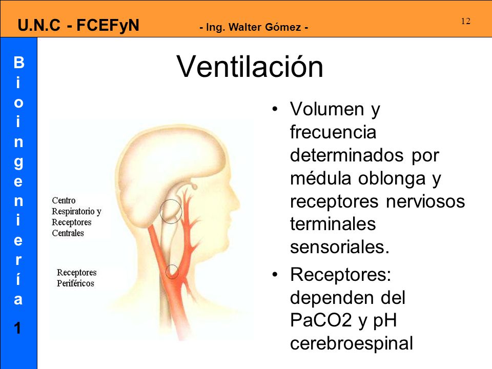Ventilación Volumen y frecuencia determinados por médula oblonga y receptores nerviosos terminales sensoriales.