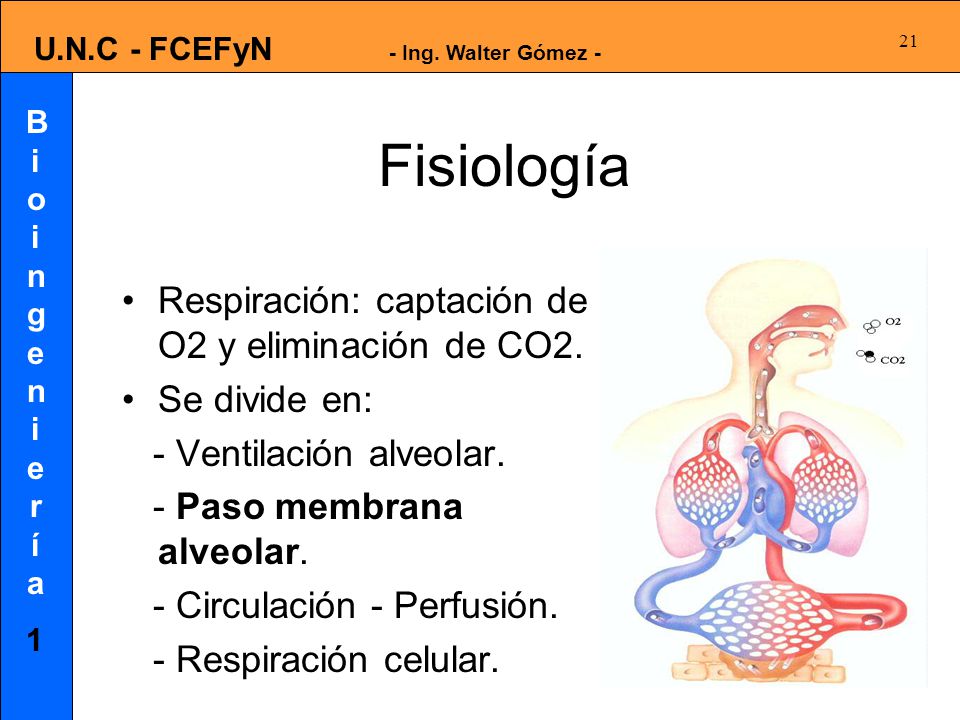 Fisiología Respiración: captación de O2 y eliminación de CO2.
