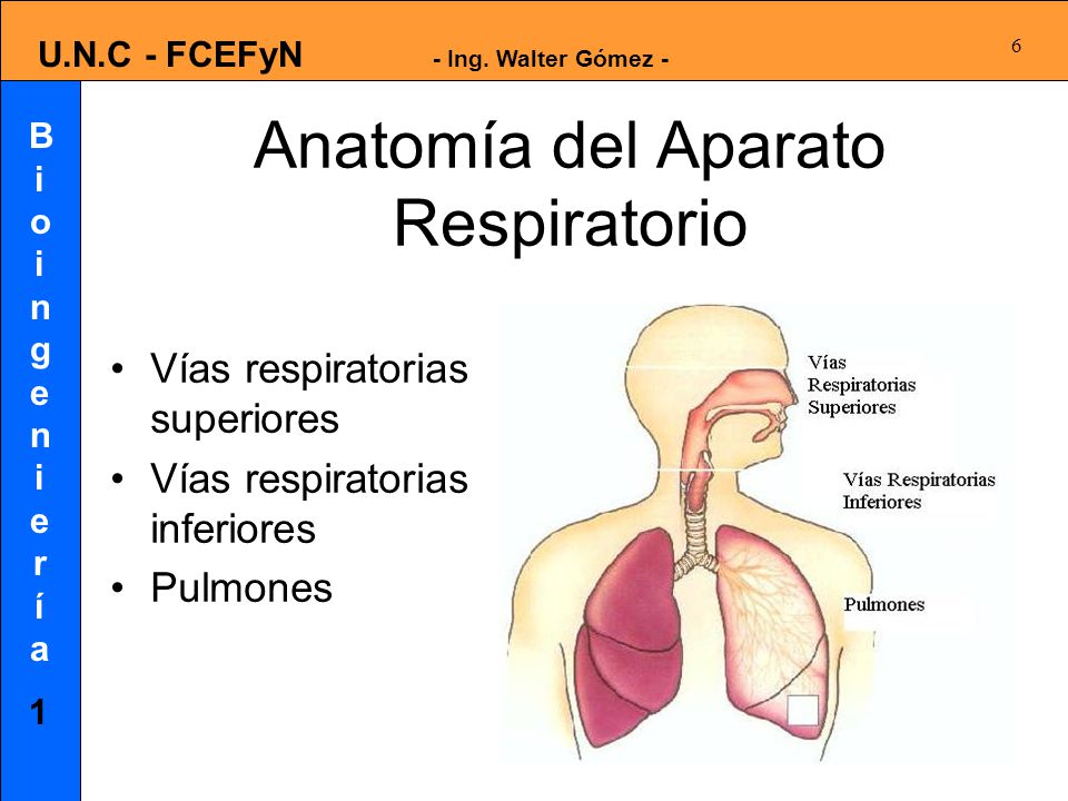 Anatomía del Aparato Respiratorio