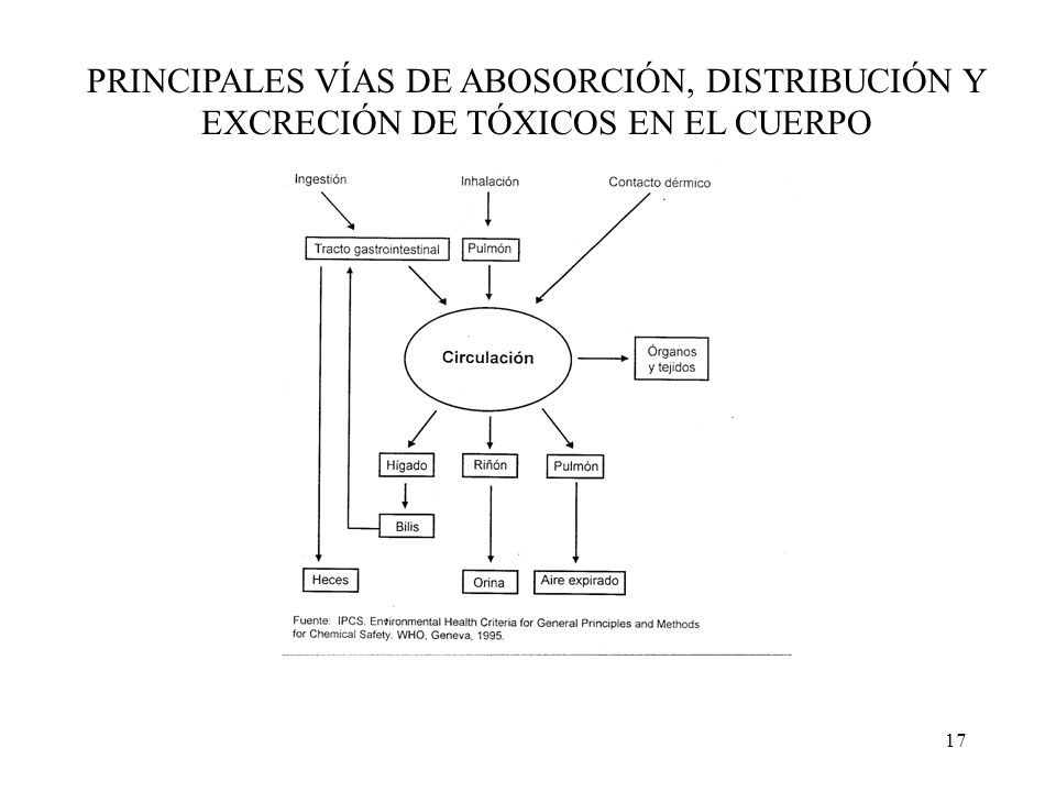 PRINCIPALES VÍAS DE ABOSORCIÓN, DISTRIBUCIÓN Y EXCRECIÓN DE TÓXICOS EN EL CUERPO