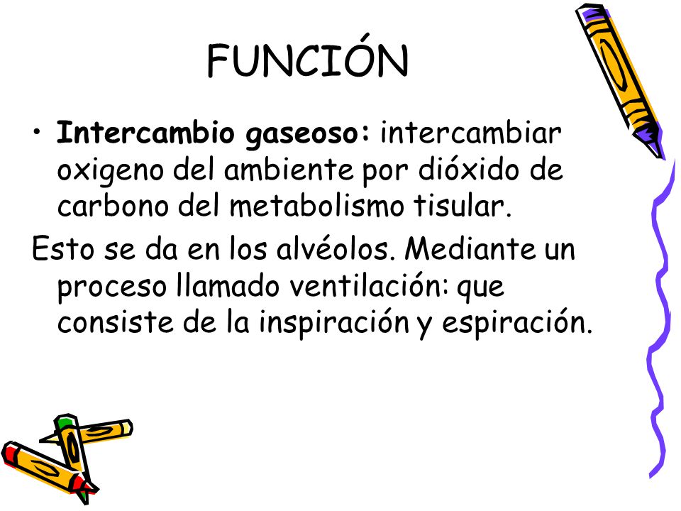 FUNCIÓN Intercambio gaseoso: intercambiar oxigeno del ambiente por dióxido de carbono del metabolismo tisular.