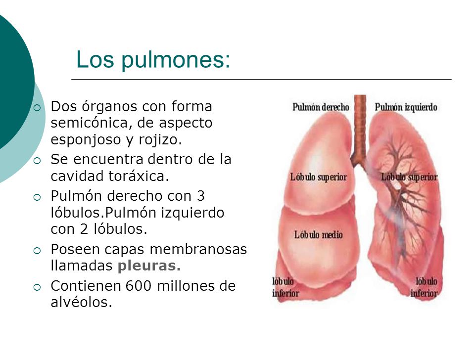 Los pulmones: Dos órganos con forma semicónica, de aspecto esponjoso y rojizo. Se encuentra dentro de la cavidad toráxica.