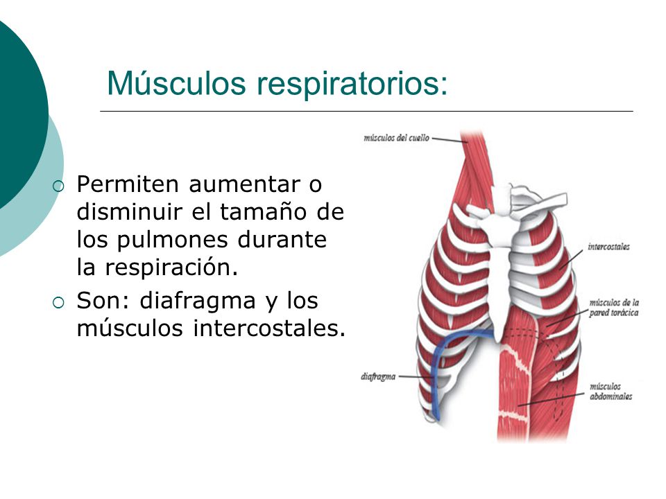 Músculos respiratorios: