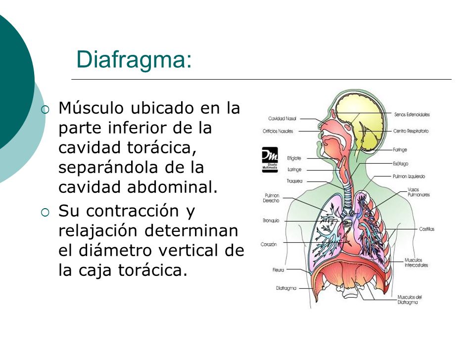 Diafragma: Músculo ubicado en la parte inferior de la cavidad torácica, separándola de la cavidad abdominal.