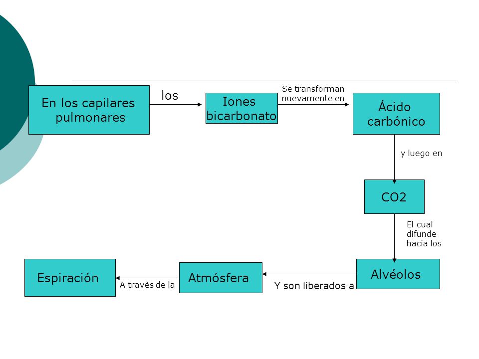 los En los capilares Iones pulmonares Ácido bicarbonato carbónico CO2