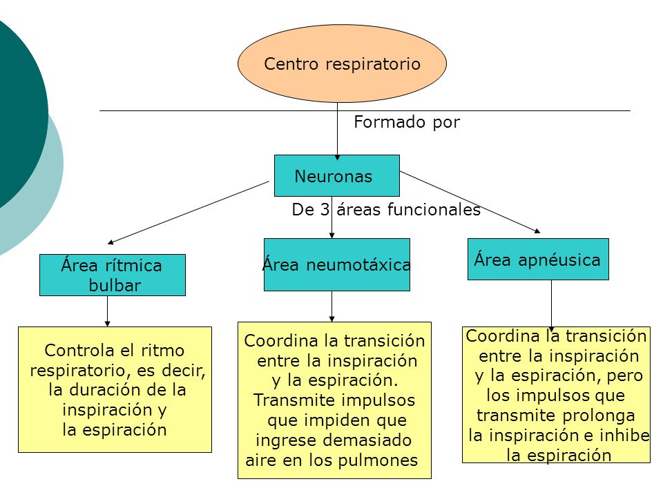 Coordina la transición entre la inspiración y la espiración.