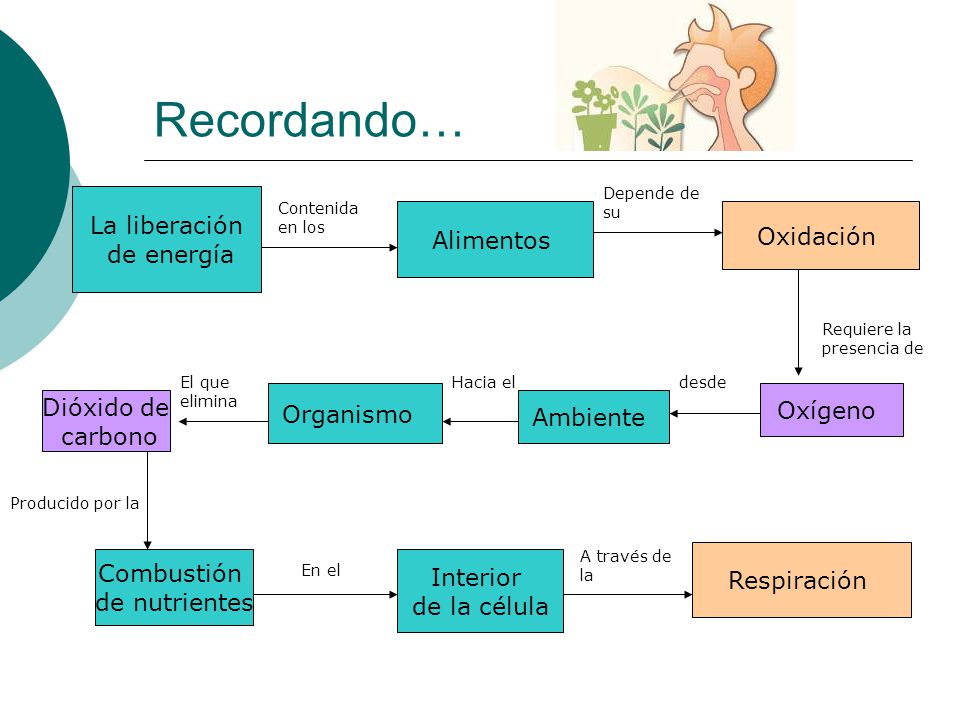 Recordando… La liberación de energía Alimentos Oxidación Organismo