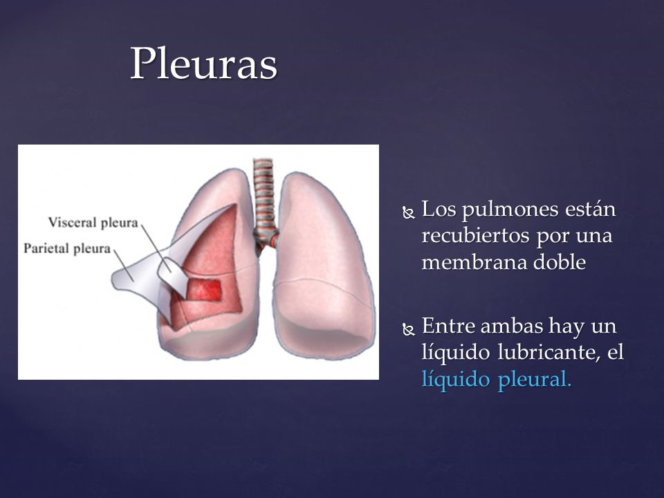Pleuras Los pulmones están recubiertos por una membrana doble