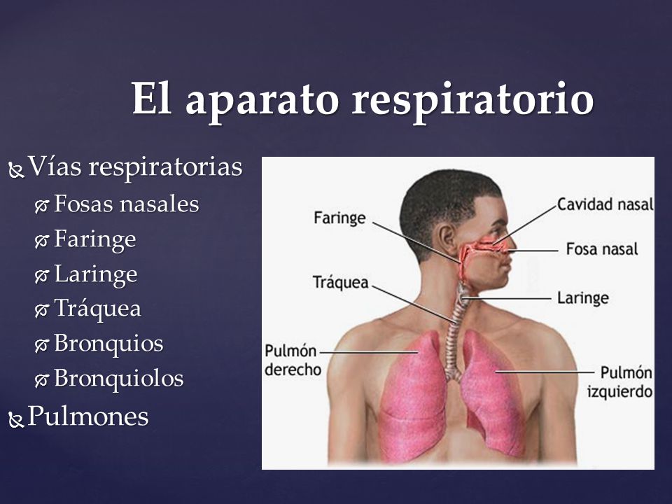 El aparato respiratorio