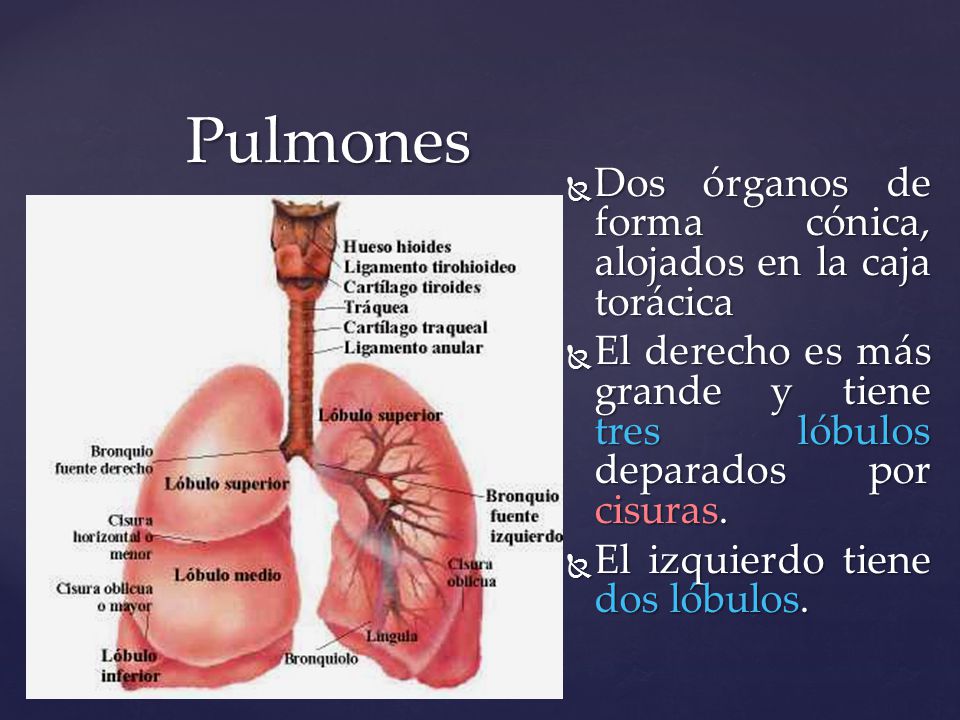 Pulmones Dos órganos de forma cónica, alojados en la caja torácica