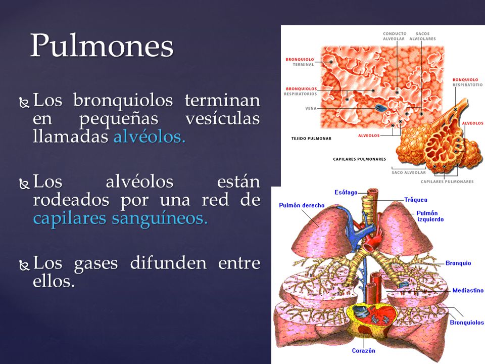 Pulmones Los bronquiolos terminan en pequeñas vesículas llamadas alvéolos. Los alvéolos están rodeados por una red de capilares sanguíneos.