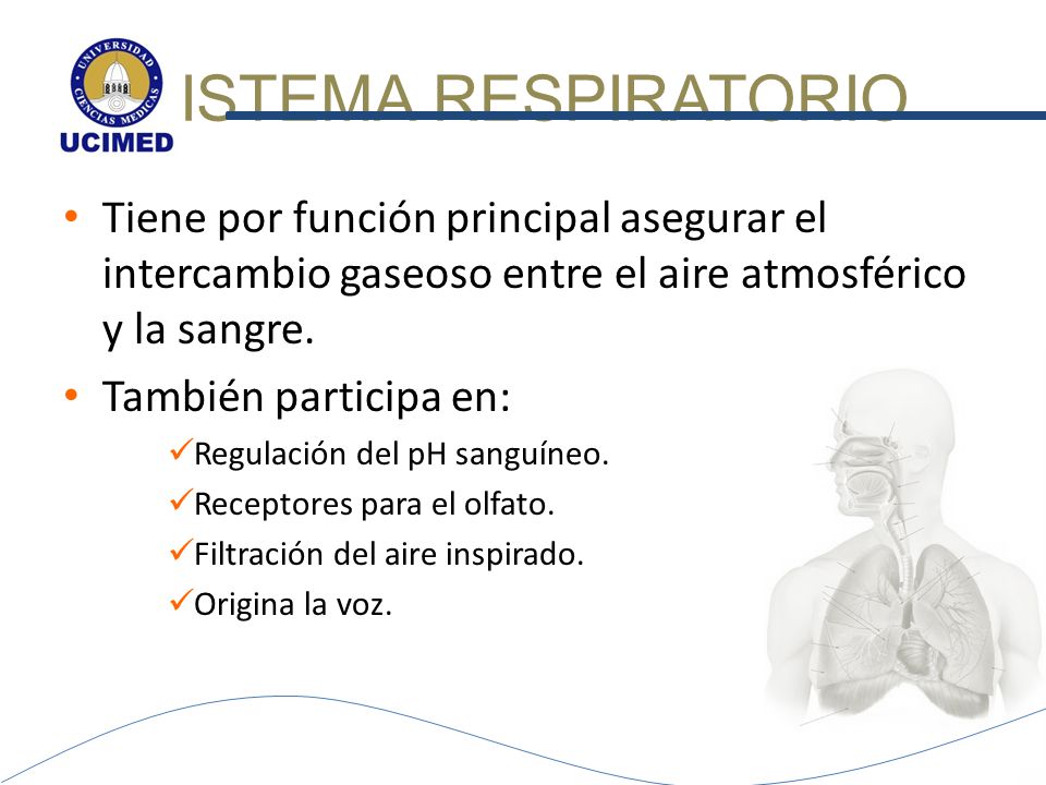 SISTEMA RESPIRATORIO Tiene por función principal asegurar el intercambio gaseoso entre el aire atmosférico y la sangre.