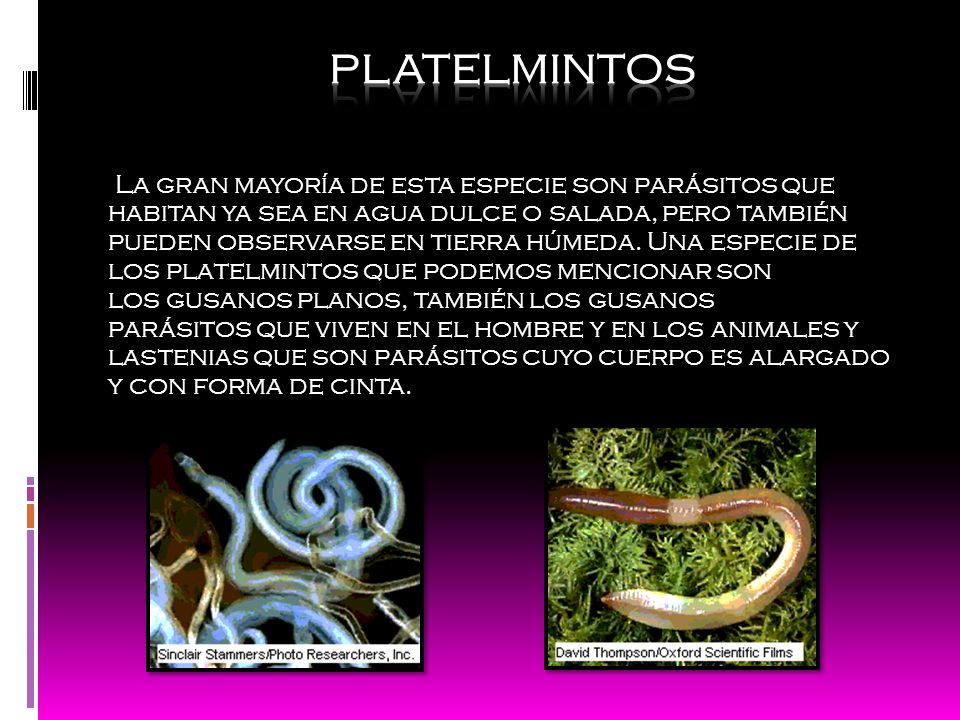 platelmintos